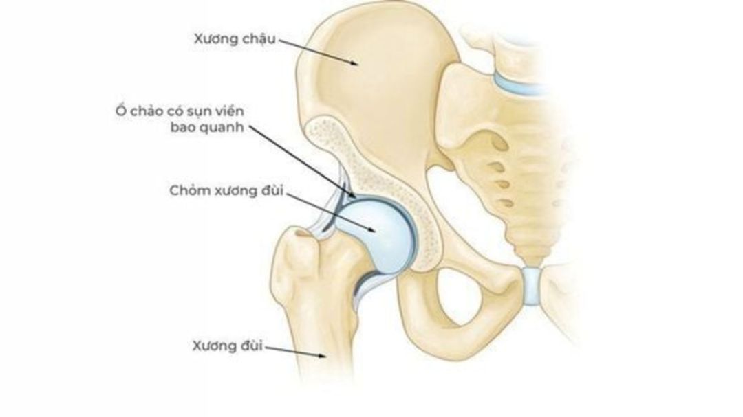 Mô tả cấu trúc khớp háng