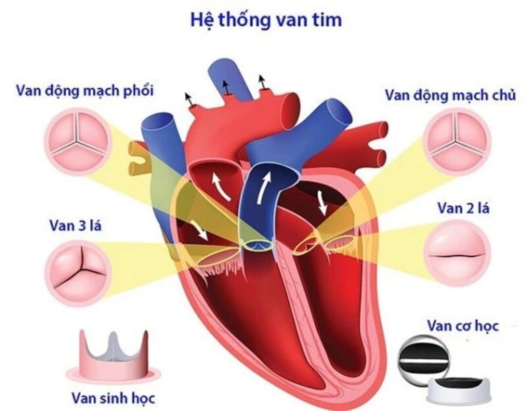 Hình ảnh minh họa hệ thống van tim (Ảnh minh họa internet)