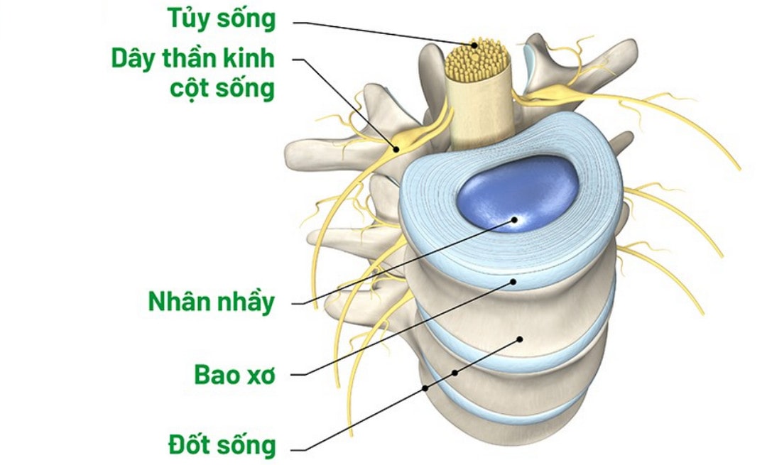 Các phần để tạo nên một khung xương sống hoàn chỉnh