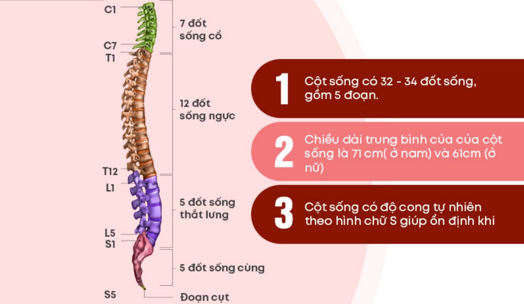 [Giải đáp] Cột sống con người có bao nhiêu đốt và cách chăm sóc hiệu quả