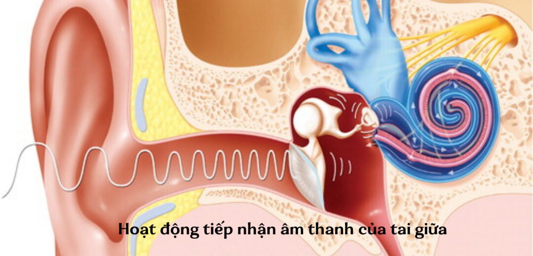 Âm thanh lớn có thể gây thủng màng nhĩ