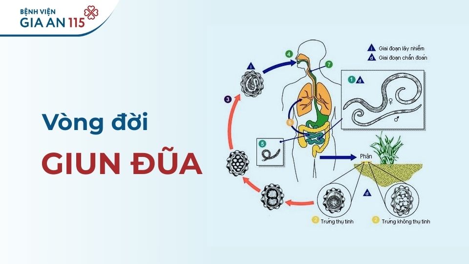 Mebendazole và albendazole: Lưu ý khi dùng thuốc tẩy giun