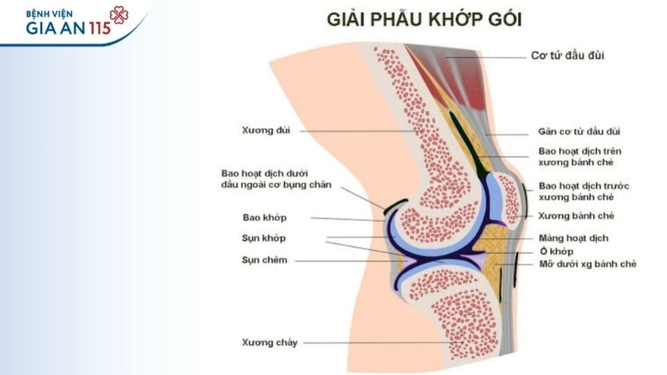 Phẫu thuật thay khớp gối